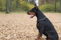 doberman-mladic-slika-39134131