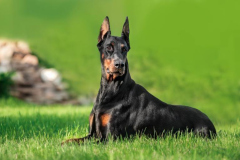 dobermann-pinscher-im-grass